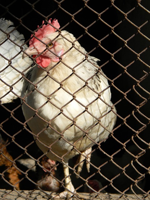 格林用超凡 格林用超凡